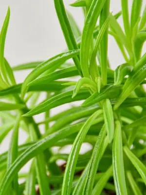 Peperomia 'Green Bean' houseplant