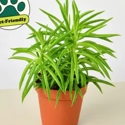 Peperomia 'Green Bean' — additional view