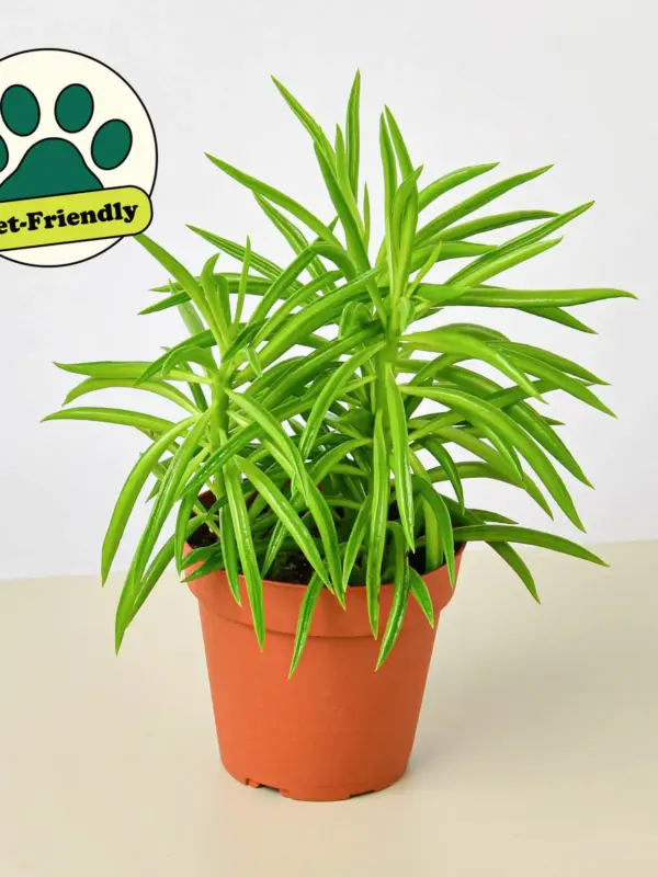 Peperomia 'Green Bean' — additional view