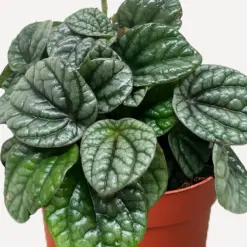 Peperomia Greyhound houseplant