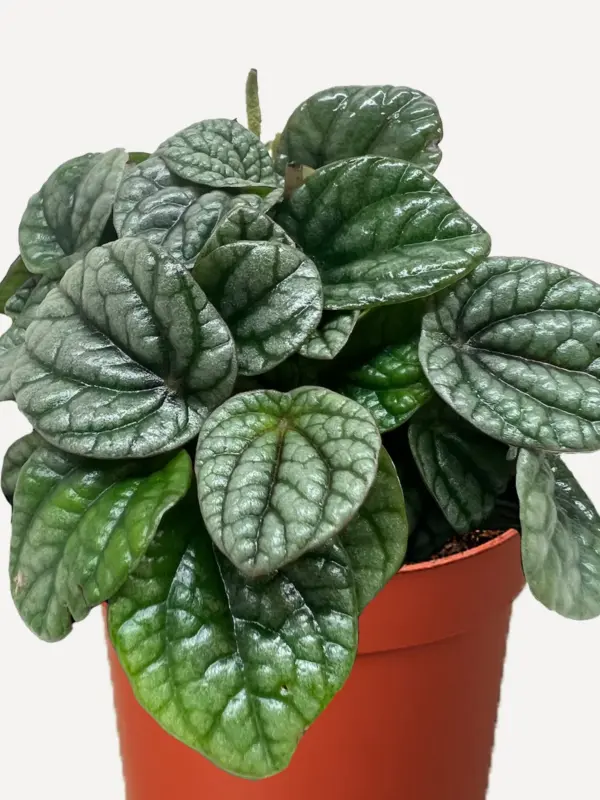 Peperomia Greyhound houseplant