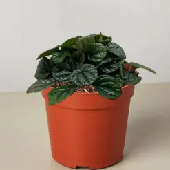 Peperomia Greyhound — additional view