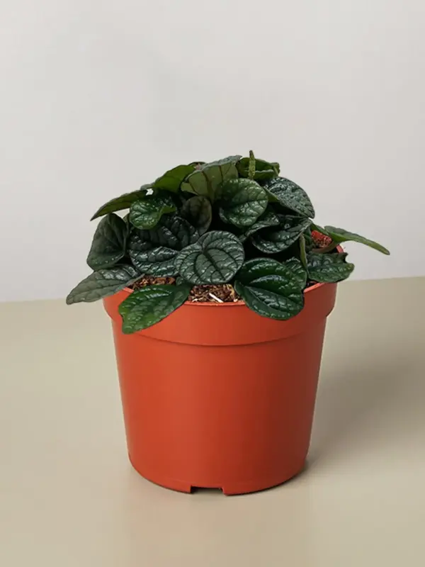 Peperomia Greyhound — additional view