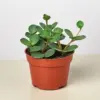 Peperomia 'Hope' houseplant