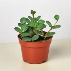 Peperomia 'Hope' houseplant