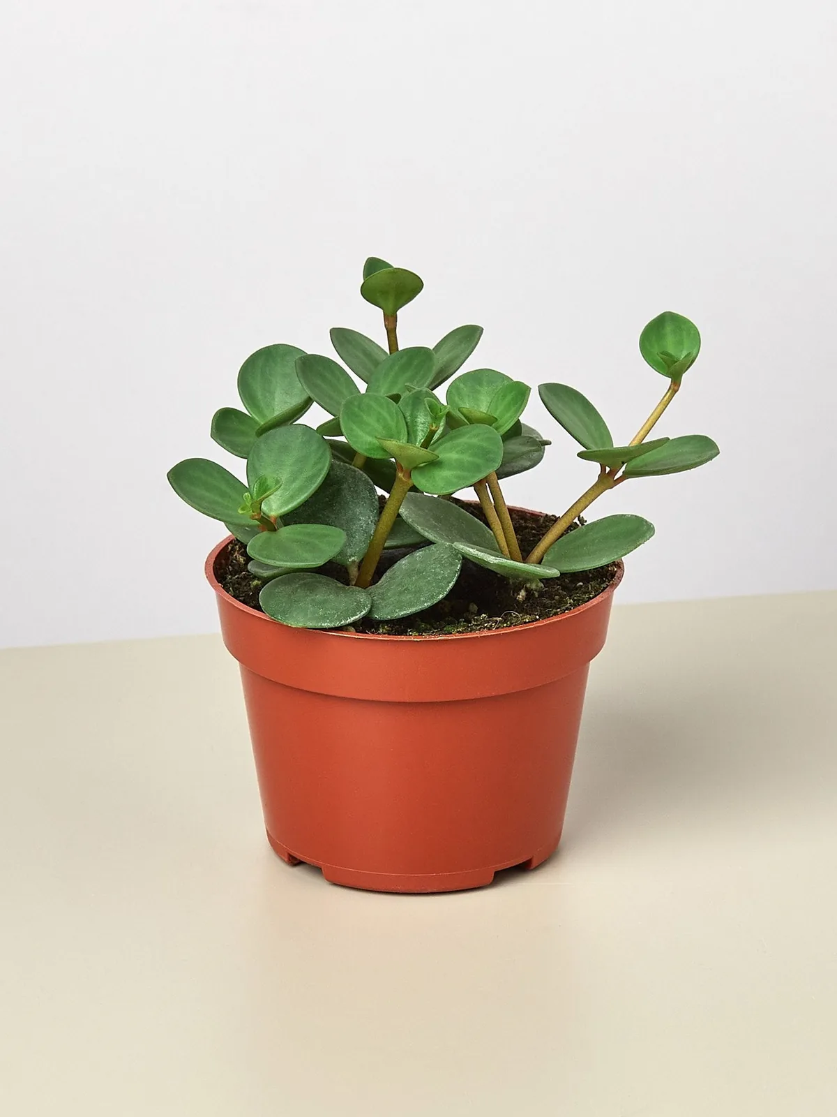 Peperomia 