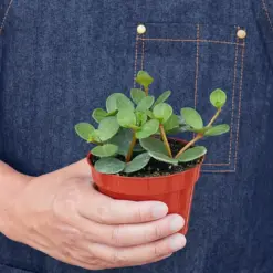 Peperomia 'Hope' — additional view