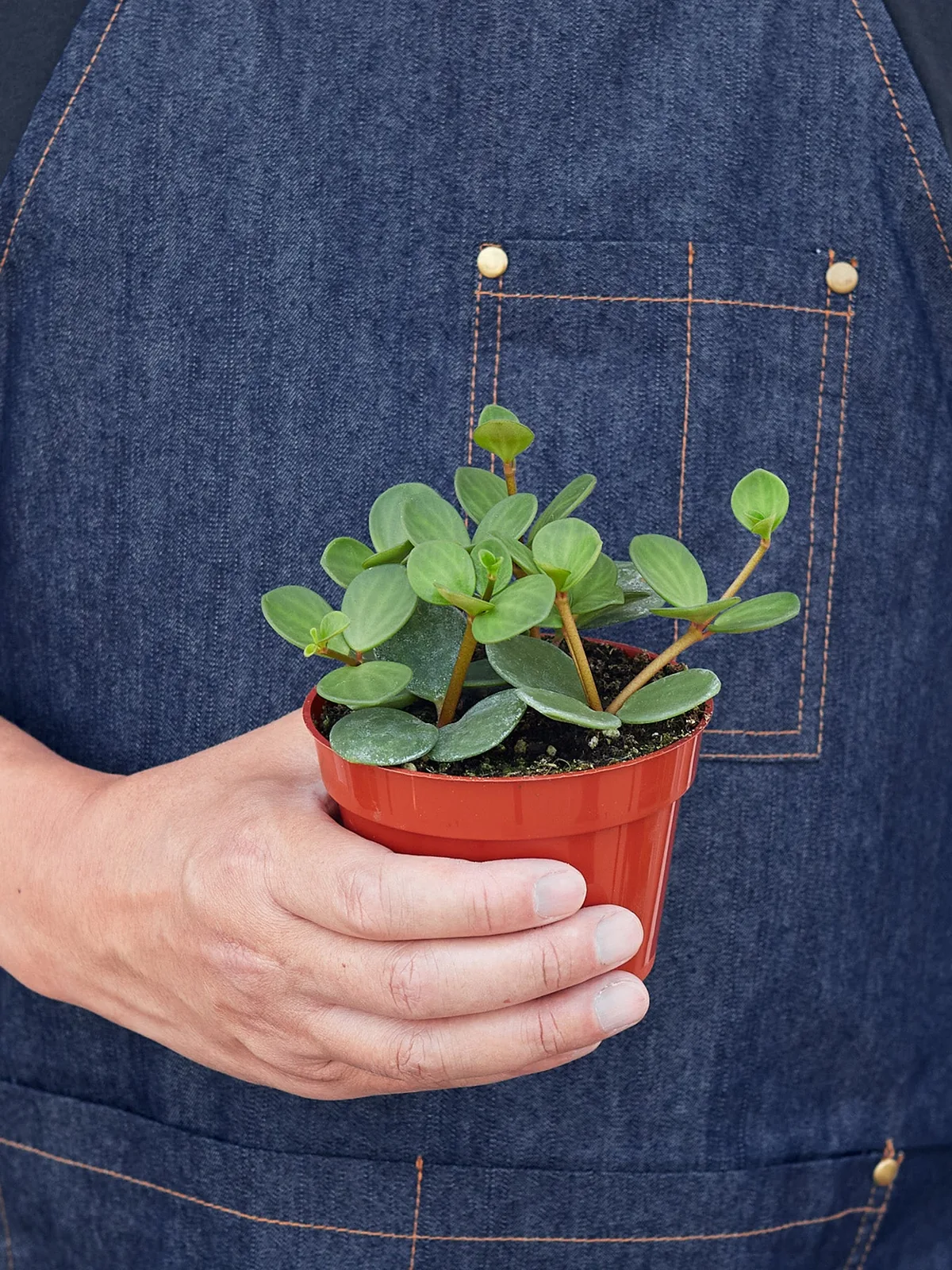Peperomia 