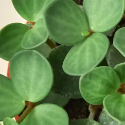 Peperomia 'Hope' — additional view