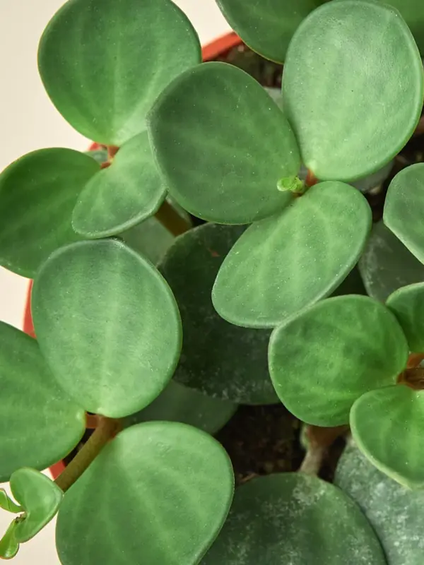 Peperomia 'Hope' — additional view