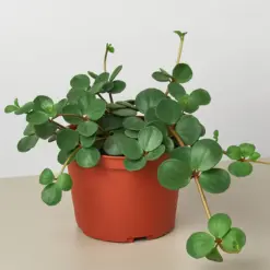 Peperomia 'Hope' — additional view
