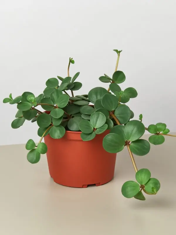 Peperomia 'Hope' — additional view