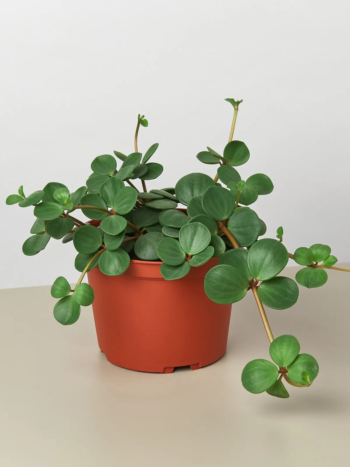 Peperomia 