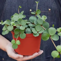 Peperomia 'Hope' — additional view