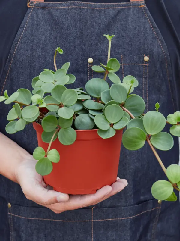 Peperomia 'Hope' — additional view