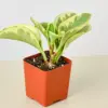 Peperomia 'Marble' houseplant