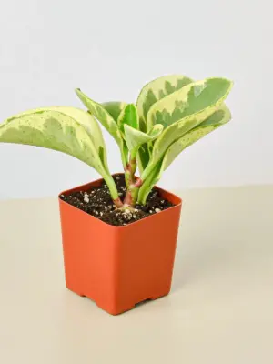 Peperomia 'Marble' houseplant