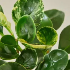 Peperomia 'Marble' — leaf detail close-up