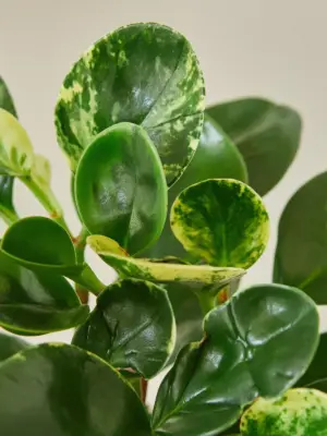 Peperomia 'Marble' — leaf detail close-up