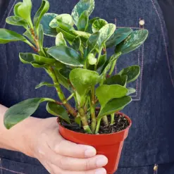 Peperomia 'Marble' — held in hand for size reference