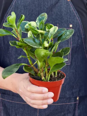 Peperomia 'Marble' — held in hand for size reference