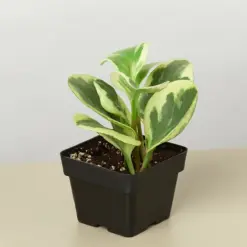 Peperomia 'Marble' — additional view