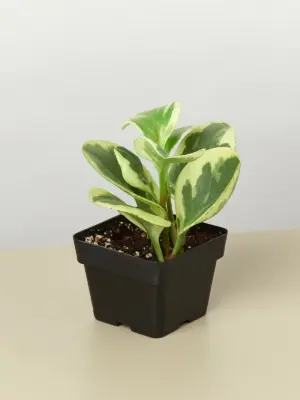 Peperomia 'Marble' — additional view