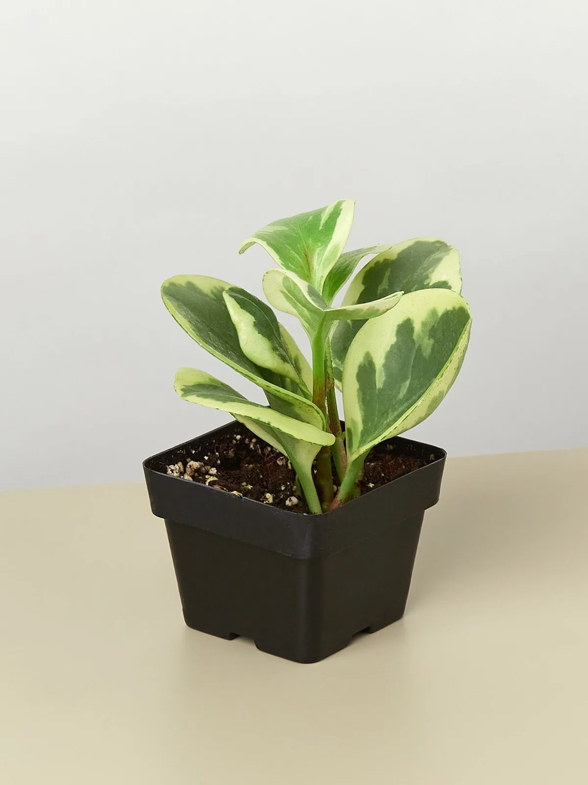 Peperomia 