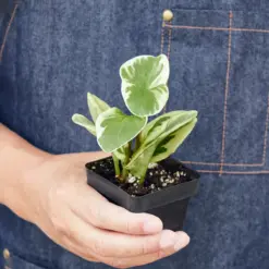 Peperomia 'Marble' — additional view