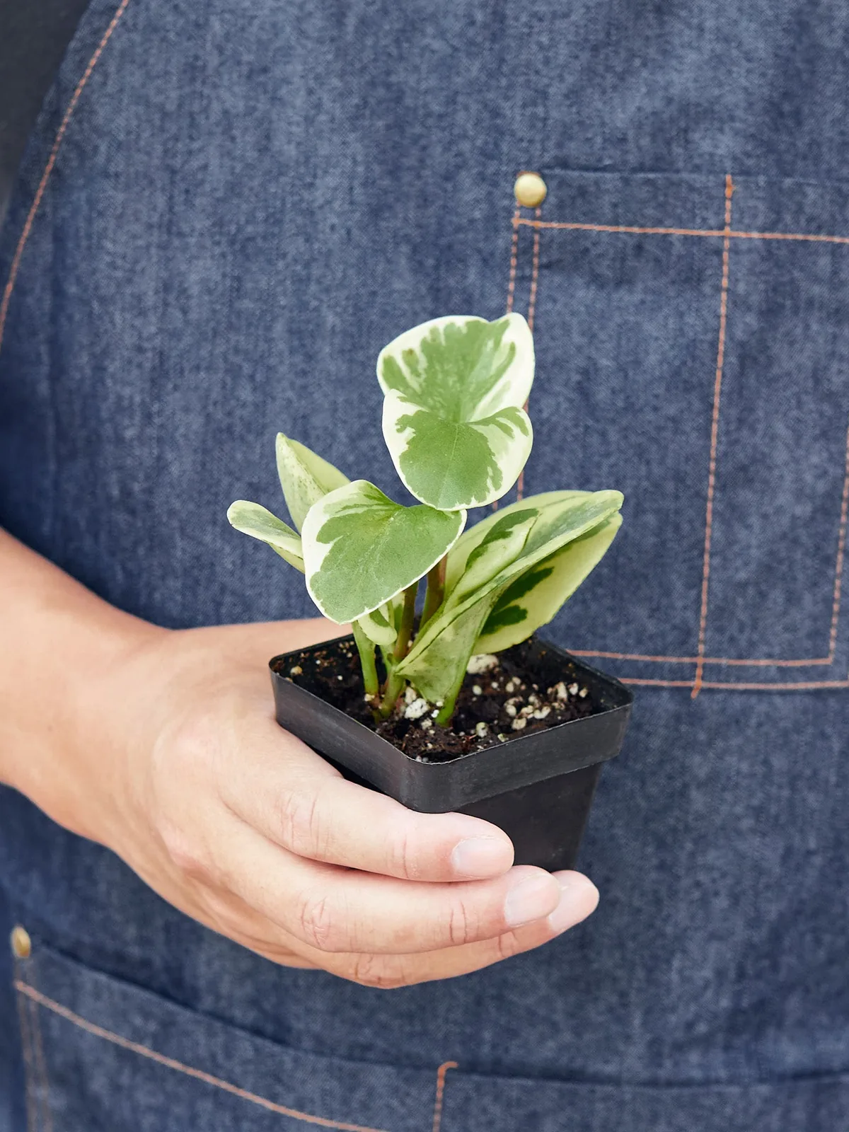 Peperomia 