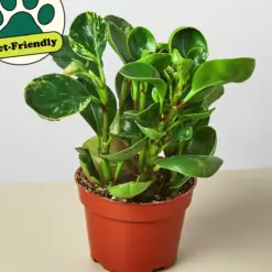 Peperomia 'Marble' — additional view