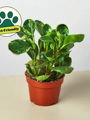 Peperomia 'Marble' — additional view