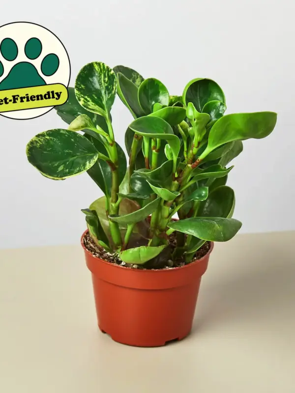 Peperomia 'Marble' — additional view
