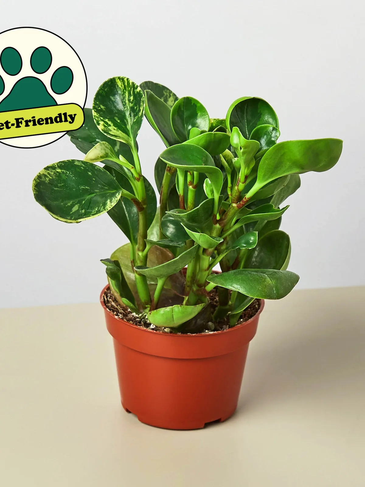 Peperomia 