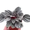 Peperomia 'Mendoza' houseplant