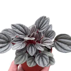 Peperomia 'Mendoza' houseplant