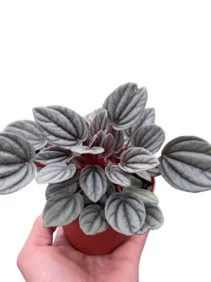 Peperomia 'Mendoza' houseplant