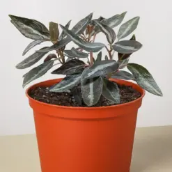 Peperomia 'Metallica' houseplant