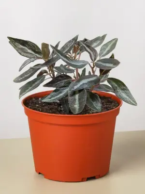 Peperomia 'Metallica' houseplant