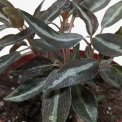 Peperomia 'Metallica' — additional view
