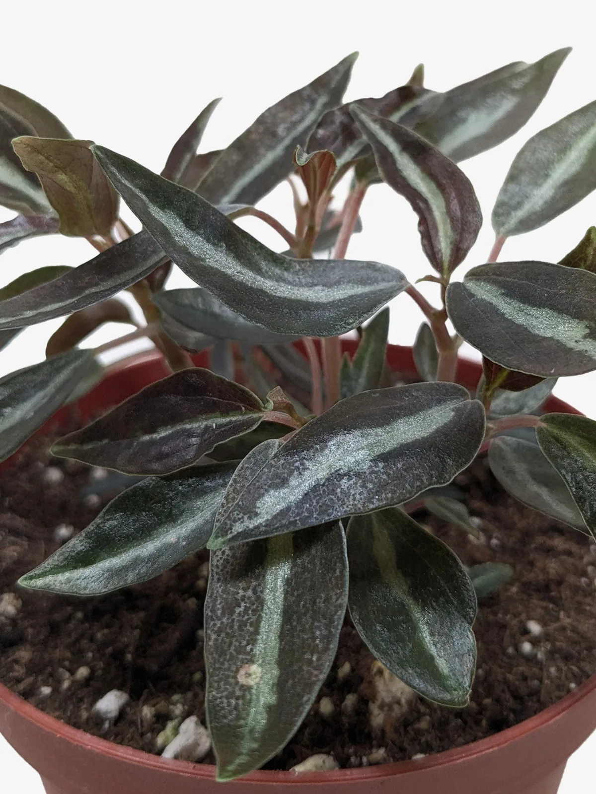 Peperomia 