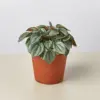 Peperomia 'Napoli Nights' houseplant