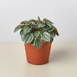 Peperomia 'Napoli Nights' houseplant