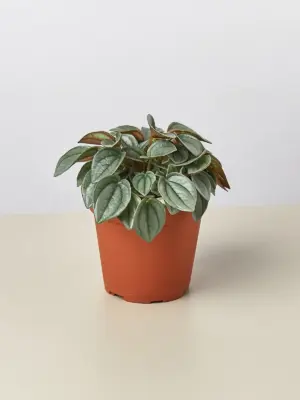 Peperomia 'Napoli Nights' houseplant