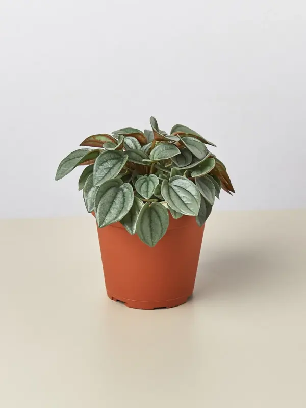 Peperomia 'Napoli Nights' houseplant