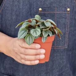 Peperomia 'Napoli Nights' — held in hand for size reference