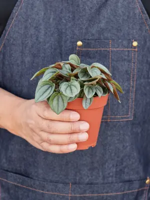 Peperomia 'Napoli Nights' — held in hand for size reference