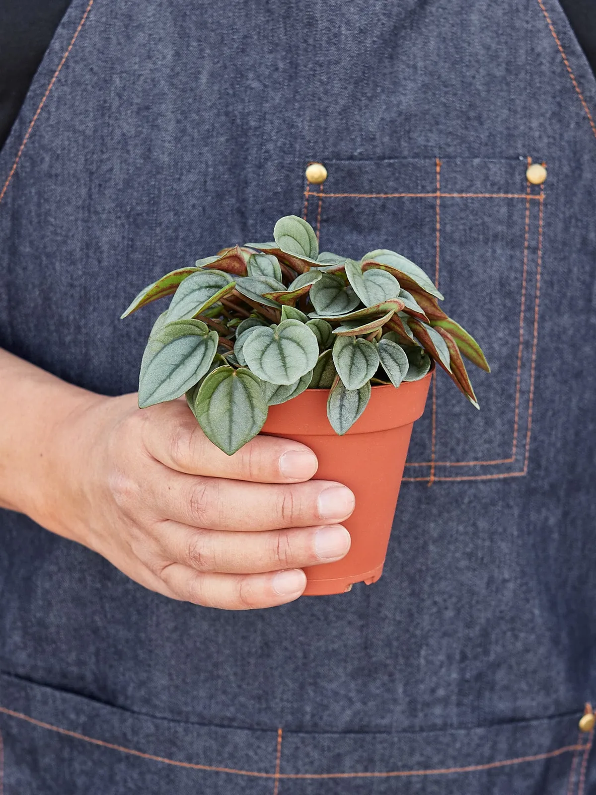 Peperomia 