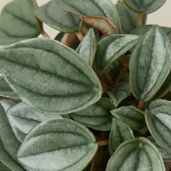 Peperomia 'Napoli Nights' — leaf detail close-up