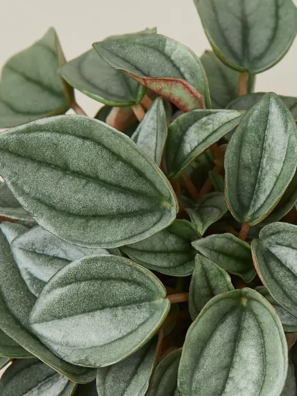 Peperomia 'Napoli Nights' — leaf detail close-up
